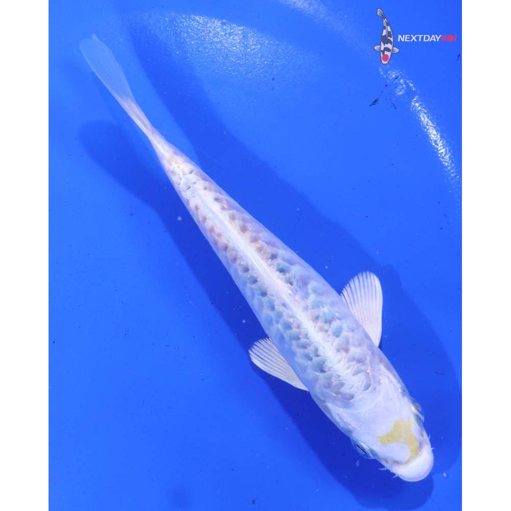 5.5” Imported Armor Scaled Kujaku