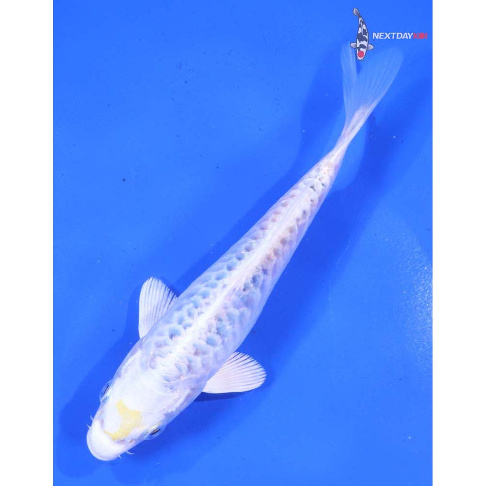 5.5” Imported Armor Scaled Kujaku