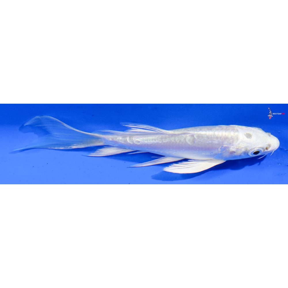 5” Imported Doitsu Platinum Ogon Butterfly Koi