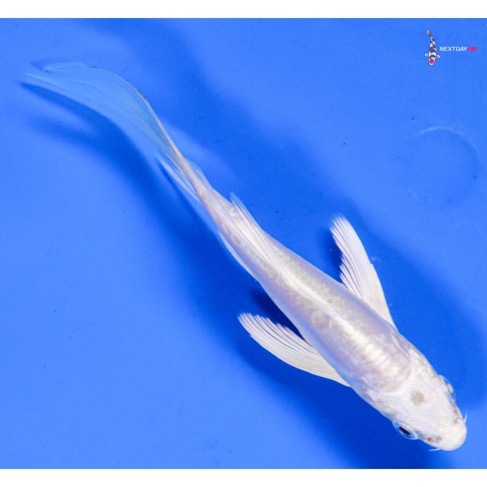 5” Imported Doitsu Platinum Ogon Butterfly Koi