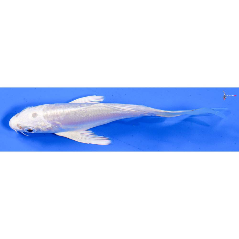5” Imported Doitsu Platinum Ogon Butterfly Koi