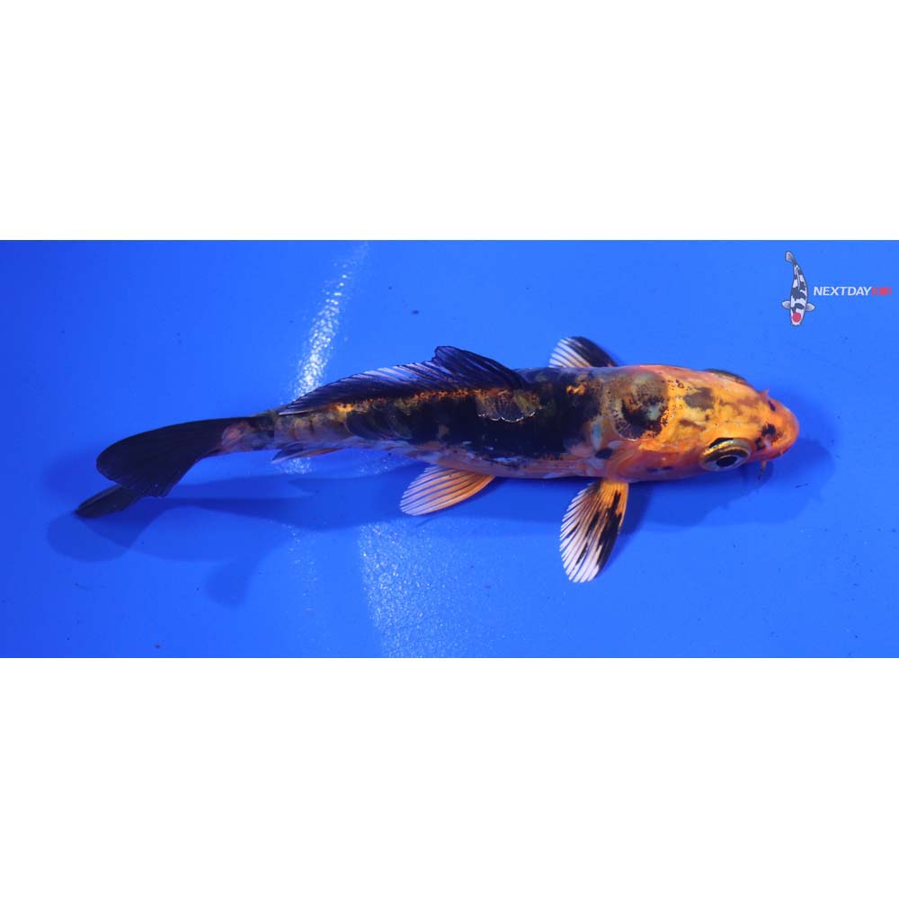 3.5” Imported Doitsu Kin Aka Bekko