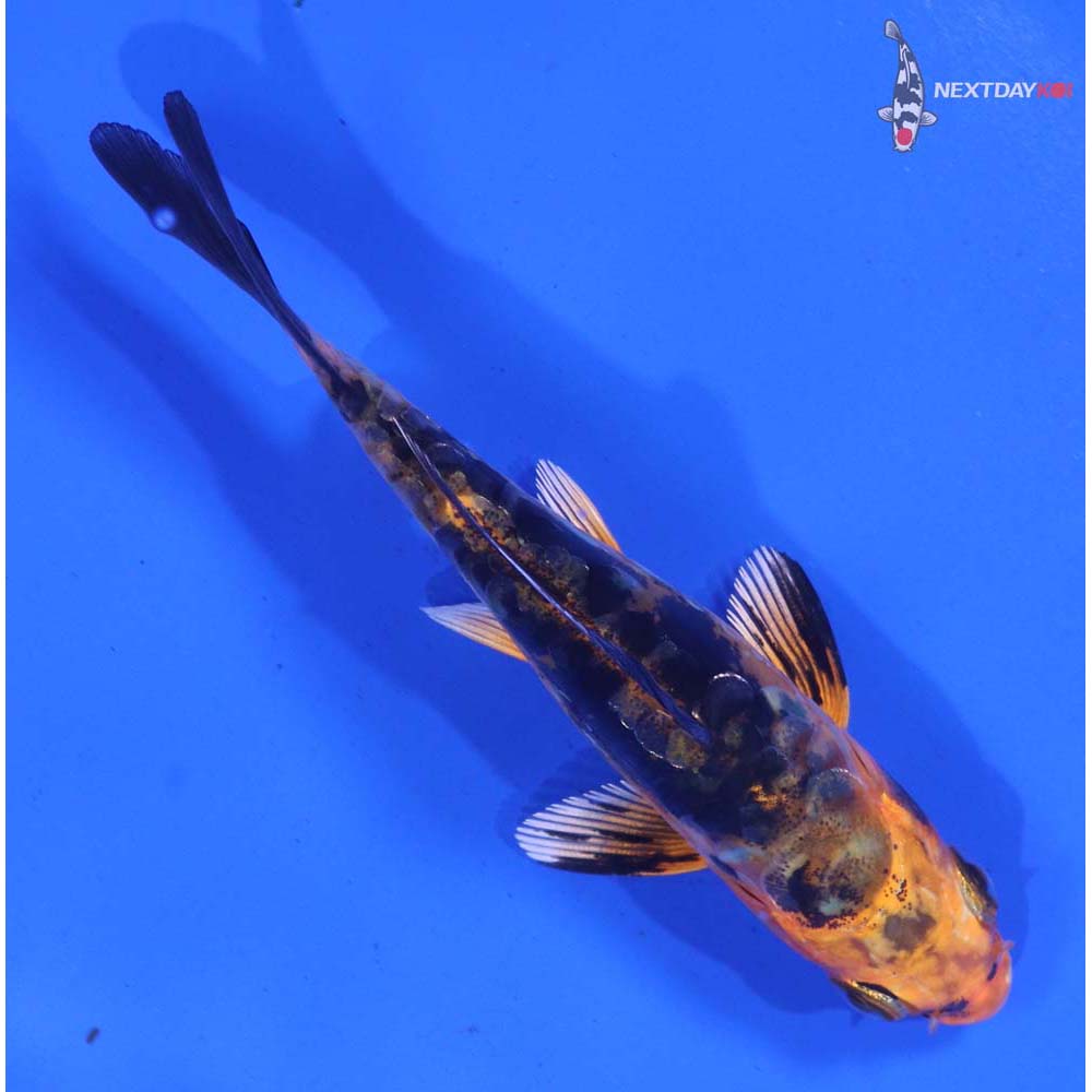 3.5” Imported Doitsu Kin Aka Bekko