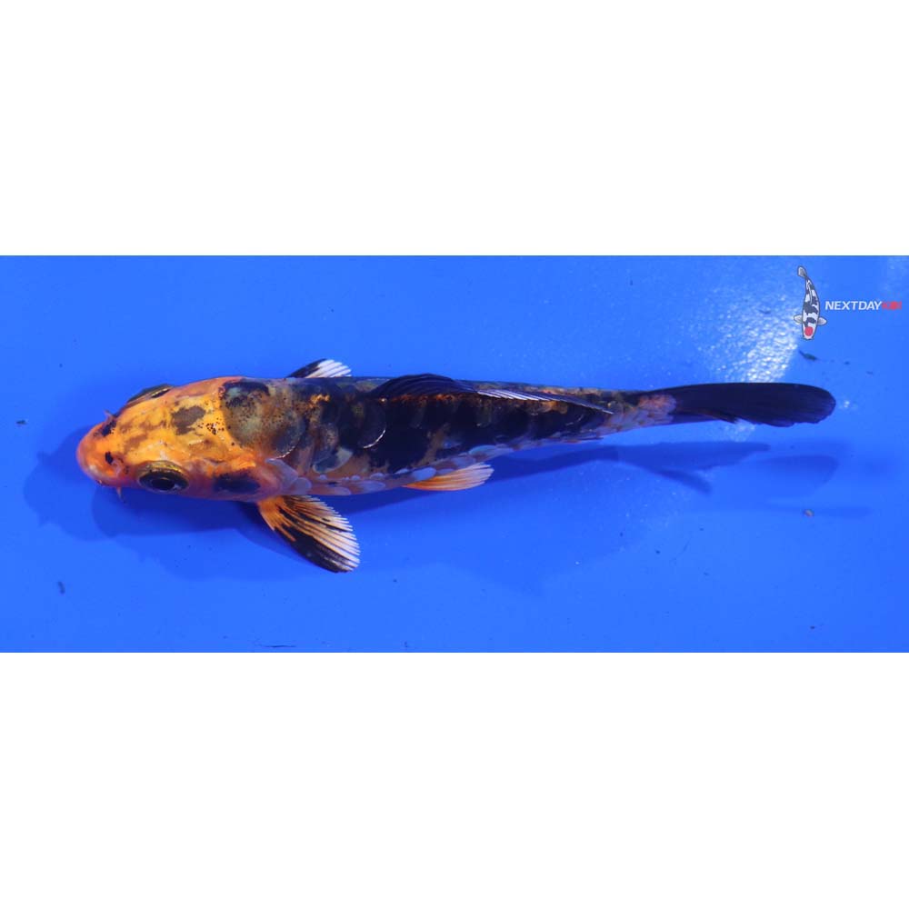 3.5” Imported Doitsu Kin Aka Bekko