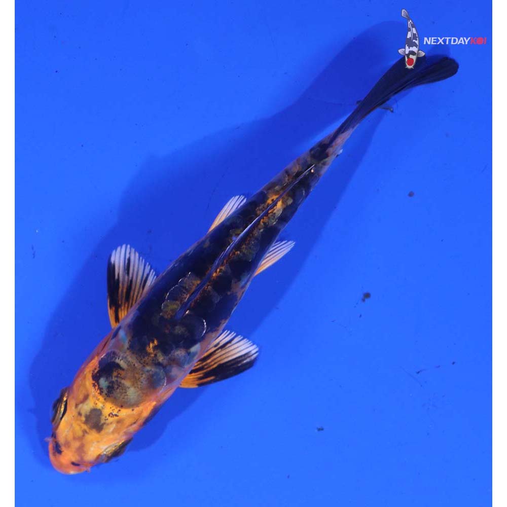 3.5” Imported Doitsu Kin Aka Bekko