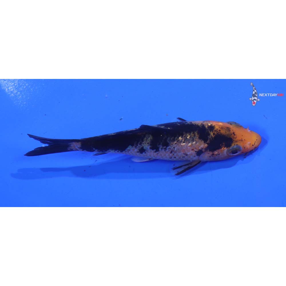 3.5” Imported Aka Bekko