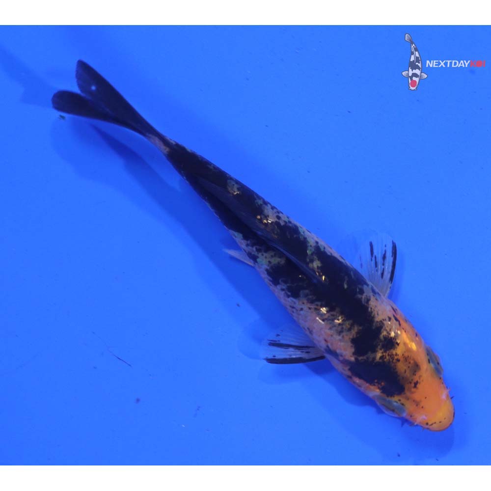 3.5” Imported Aka Bekko