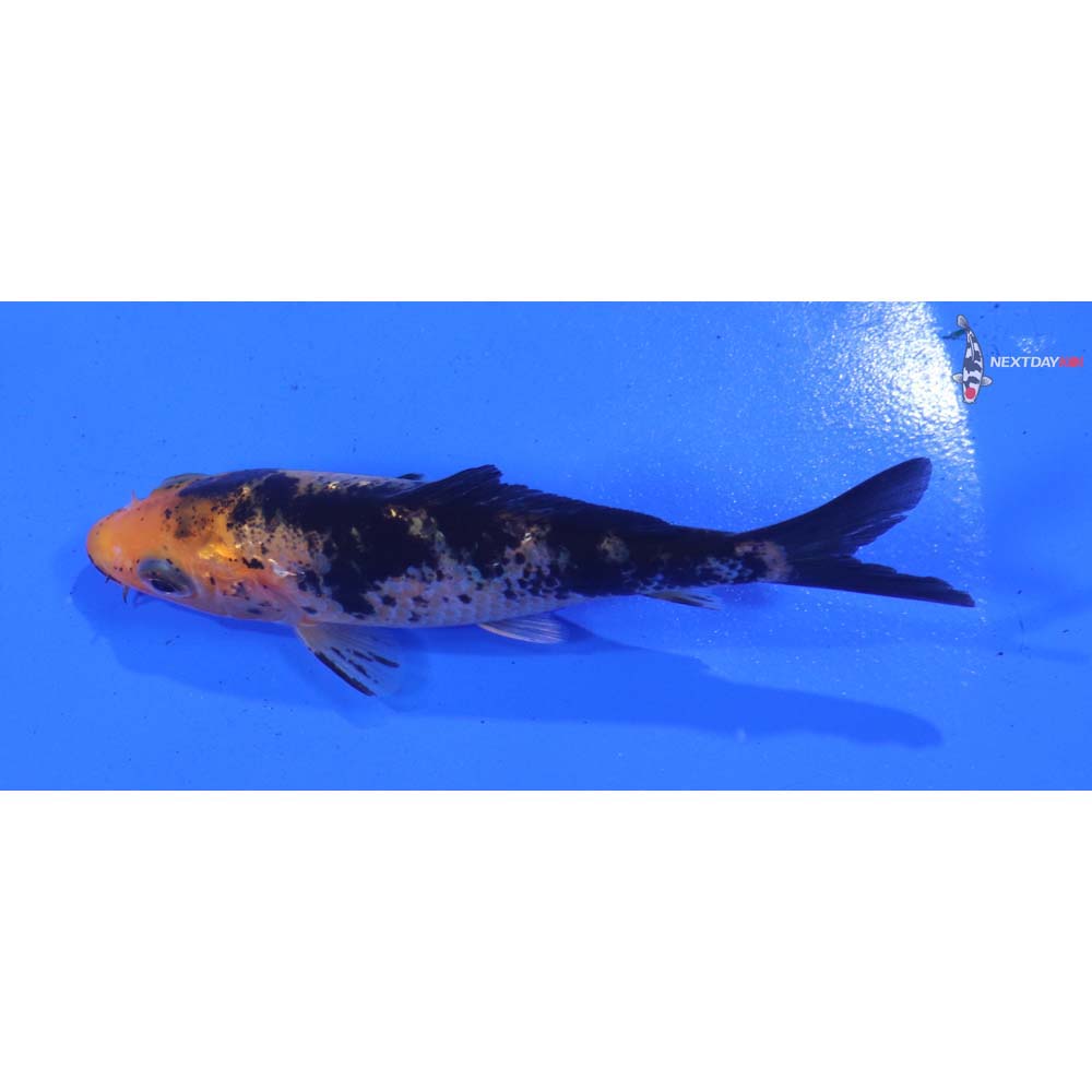 3.5” Imported Aka Bekko