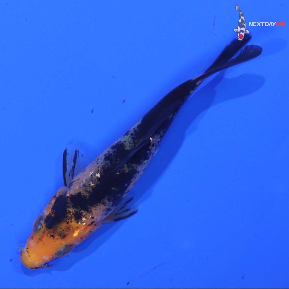 3.5” Imported Aka Bekko