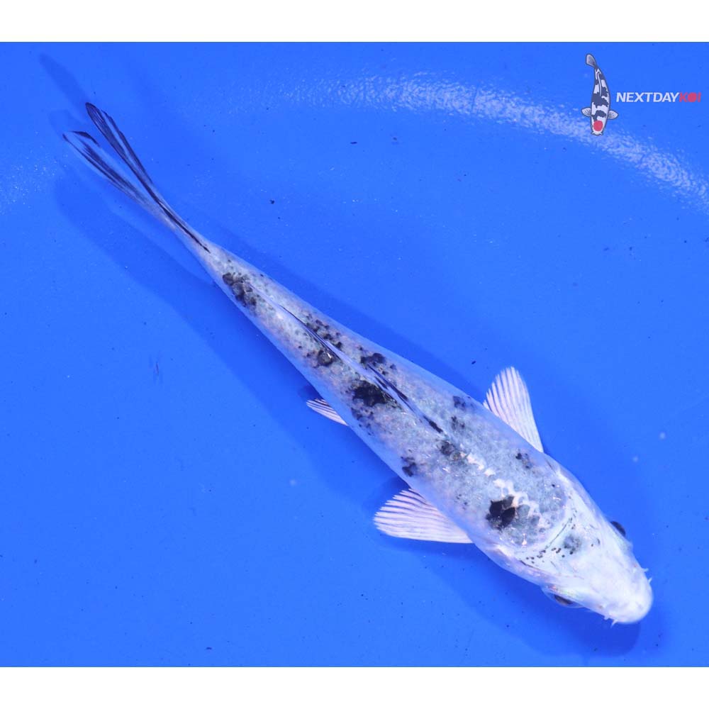 3.5” Imported Gin Shiro Bekko