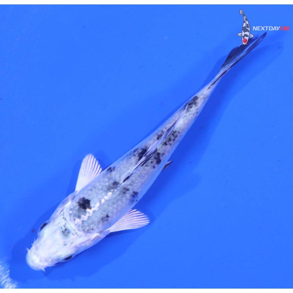 3.5” Imported Gin Shiro Bekko