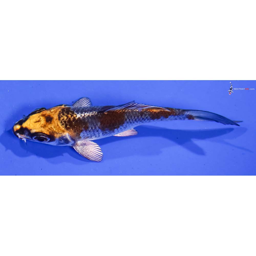 3.5” Imported Kujaku