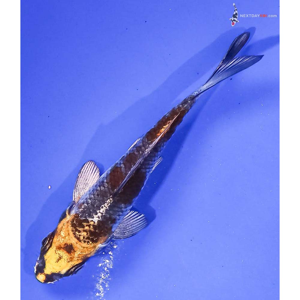 3.5” Imported Kujaku