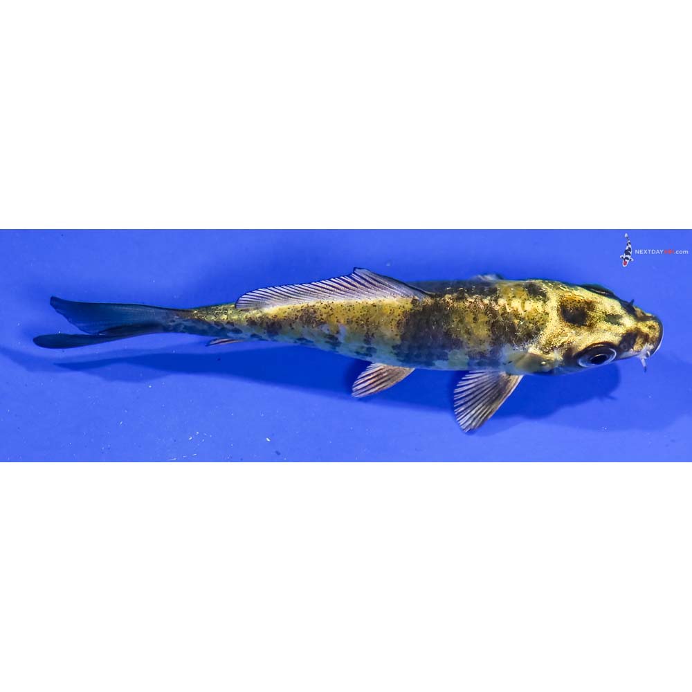 3.5” Imported Kin Ki Utsuri