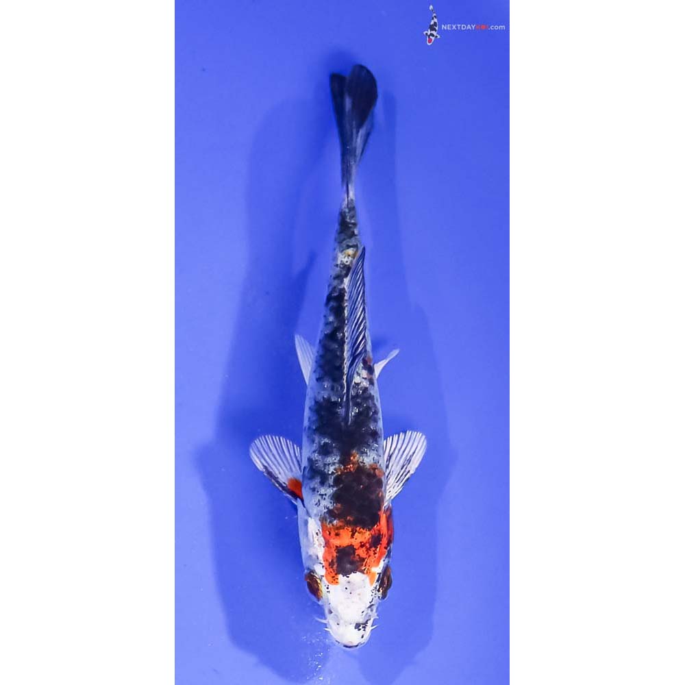 4” Imported Yamato Nishiki