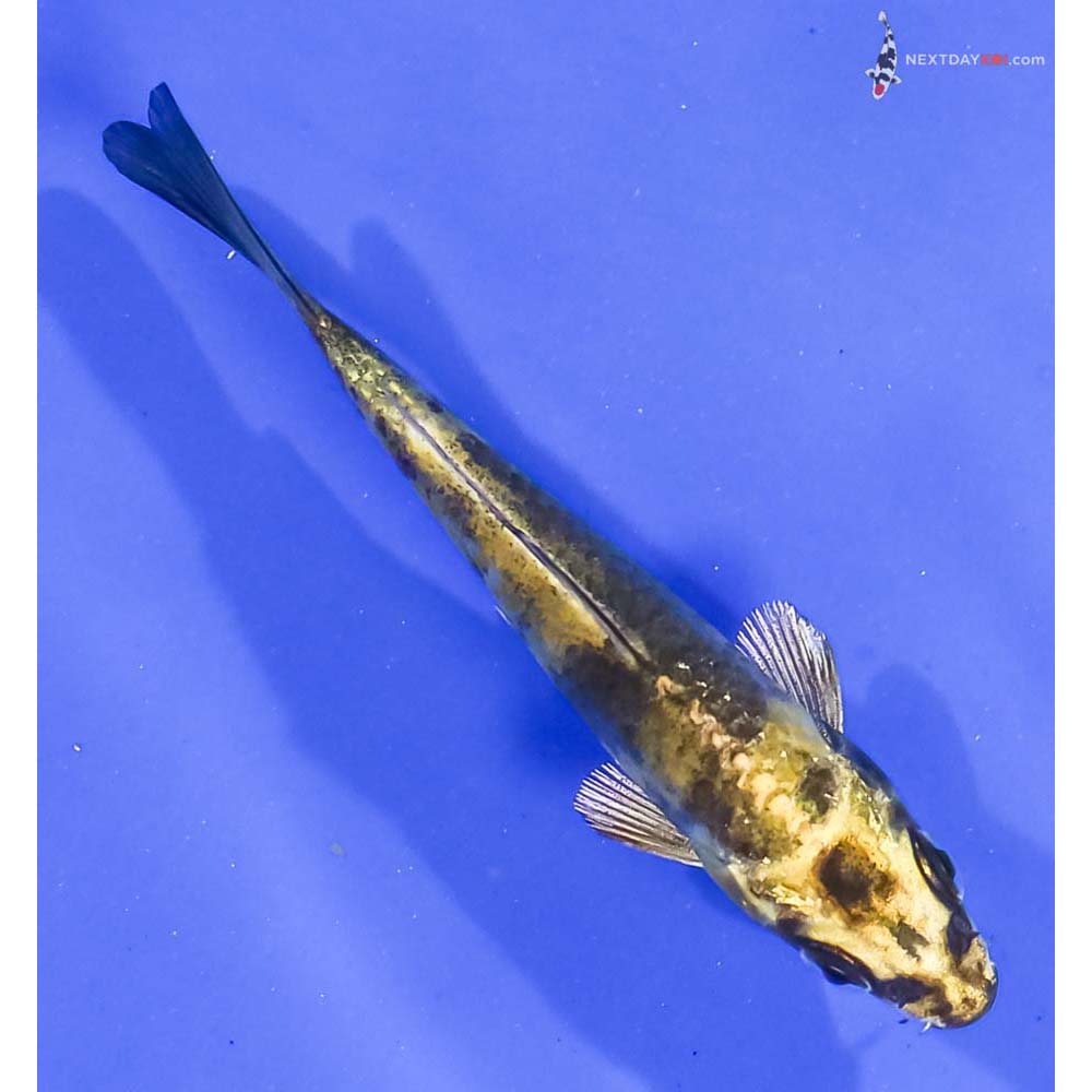 3.5” Imported Kin Ki Utsuri