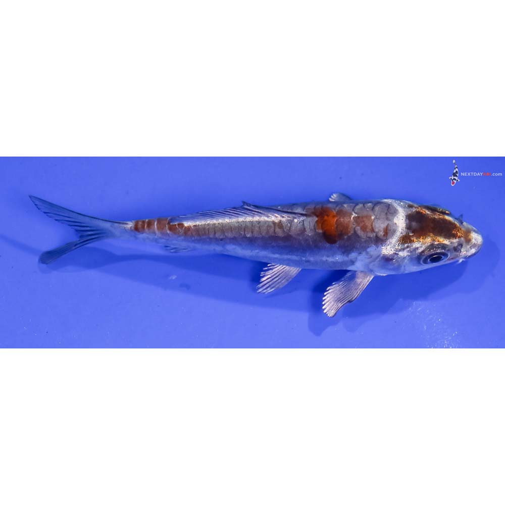 4” Imported Kin Kikokuryu