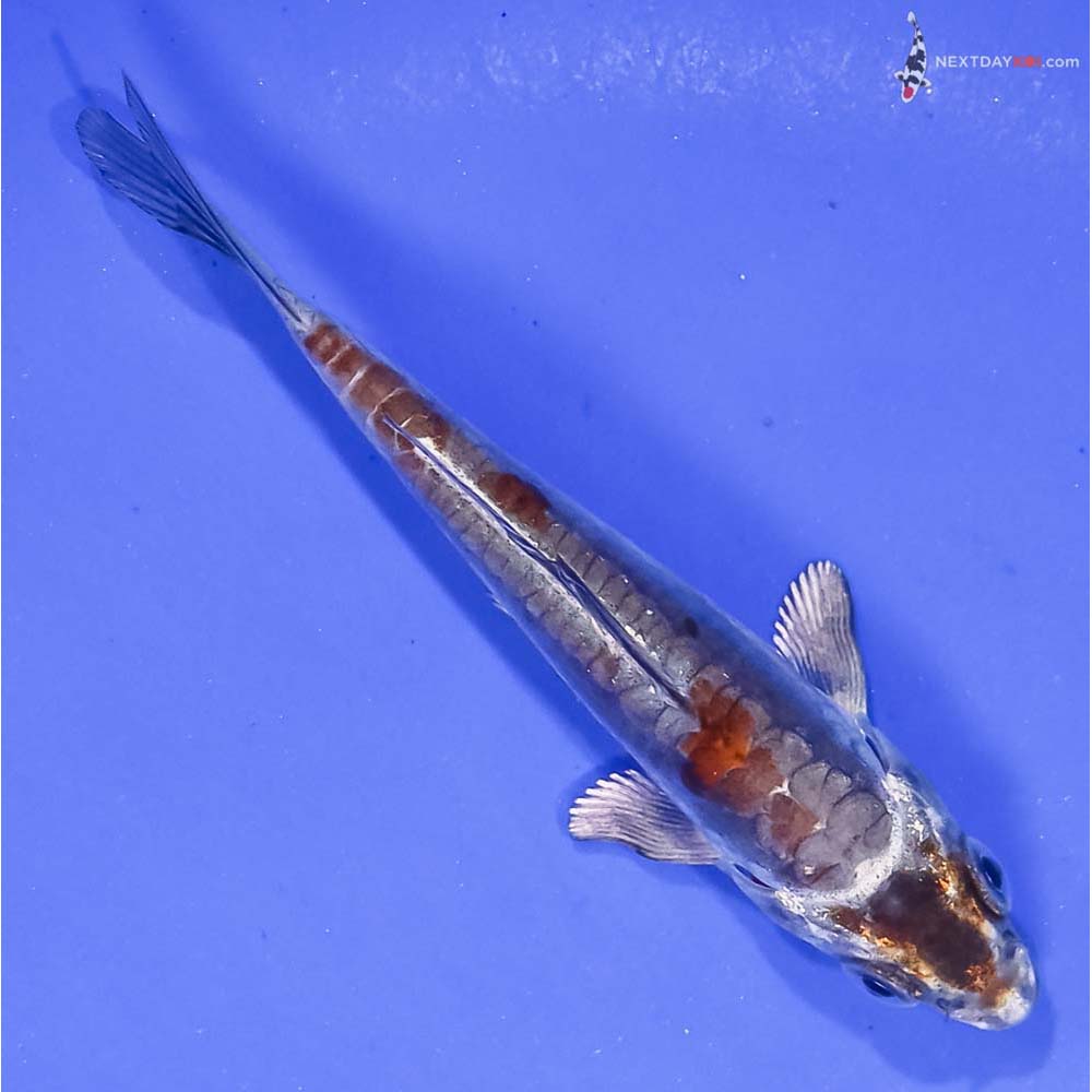 4” Imported Kin Kikokuryu