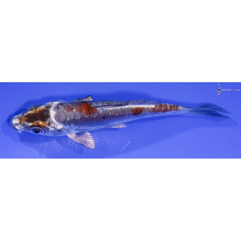 4” Imported Kin Kikokuryu