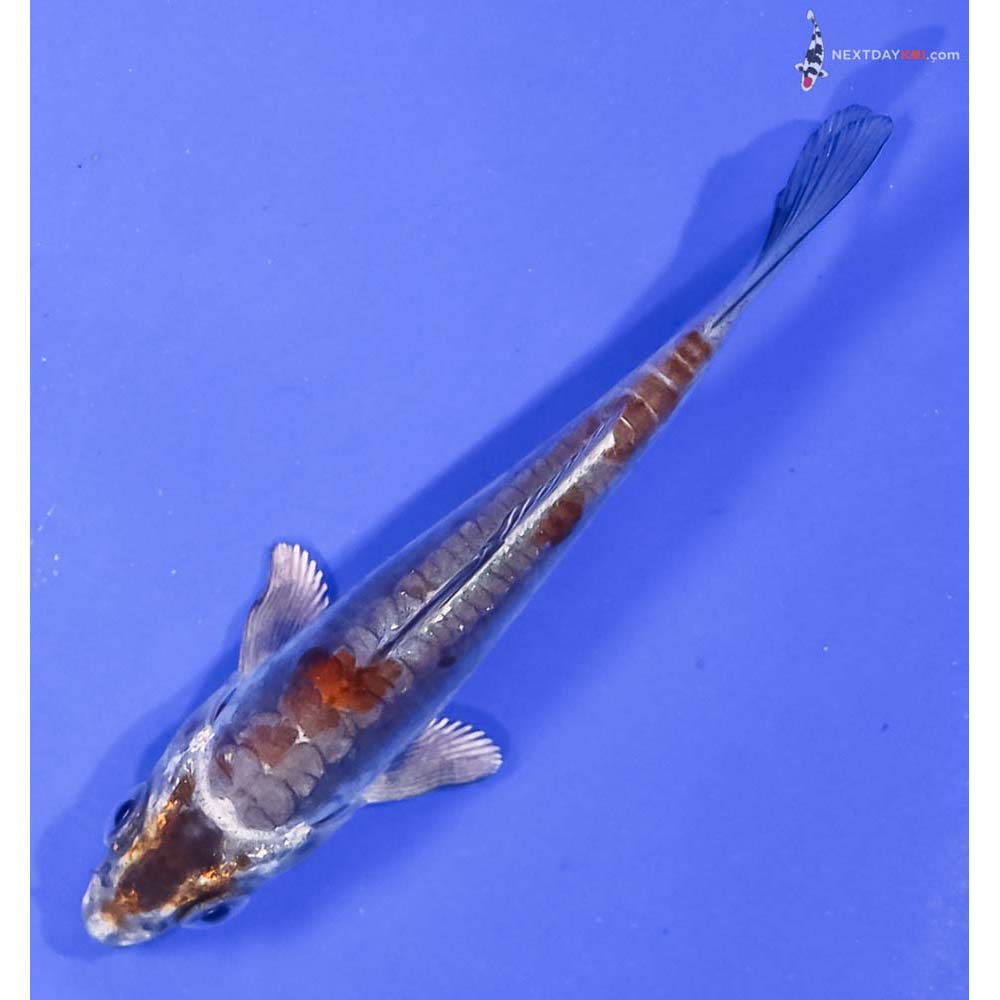 4” Imported Kin Kikokuryu