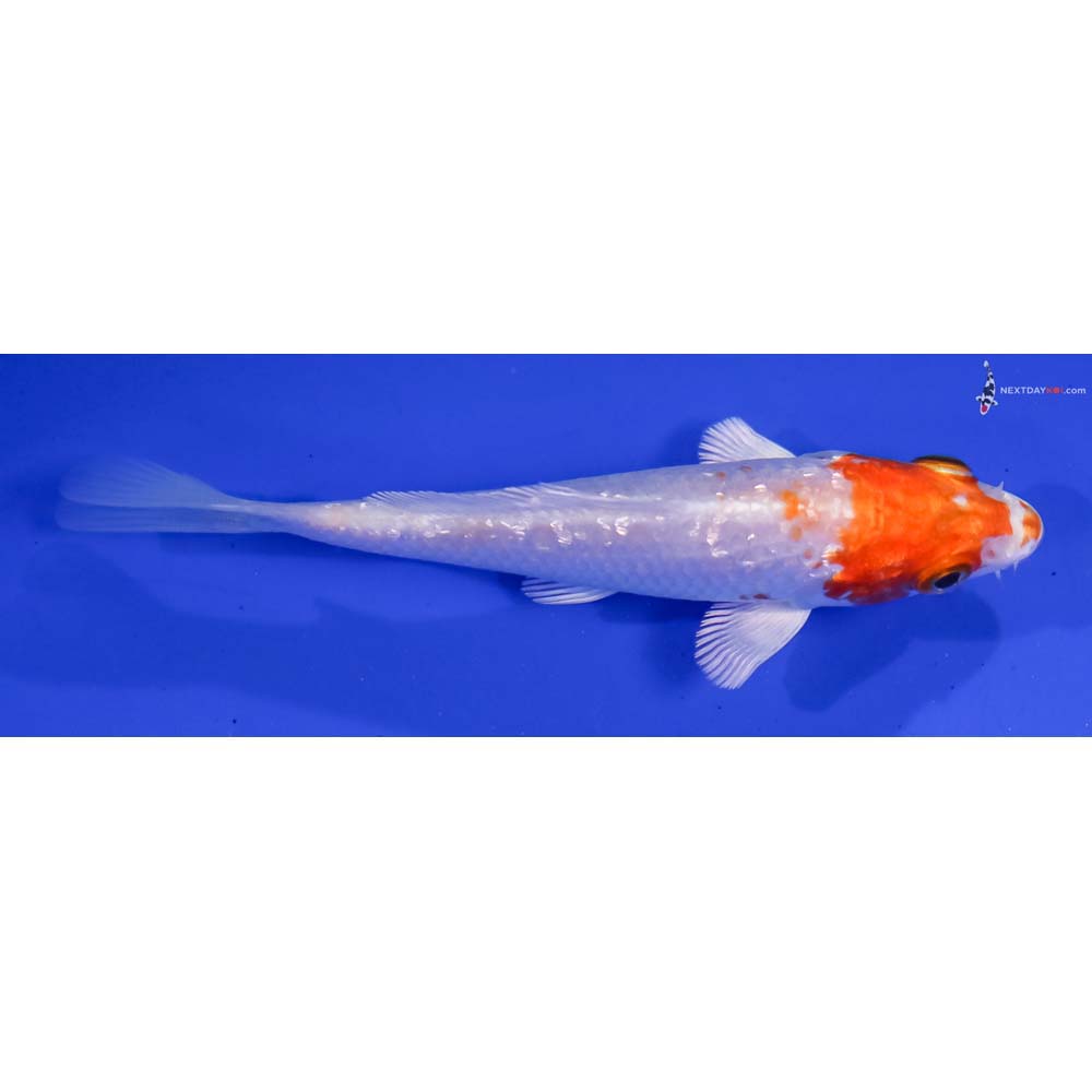 4” Imported Gin Rin Hariwake