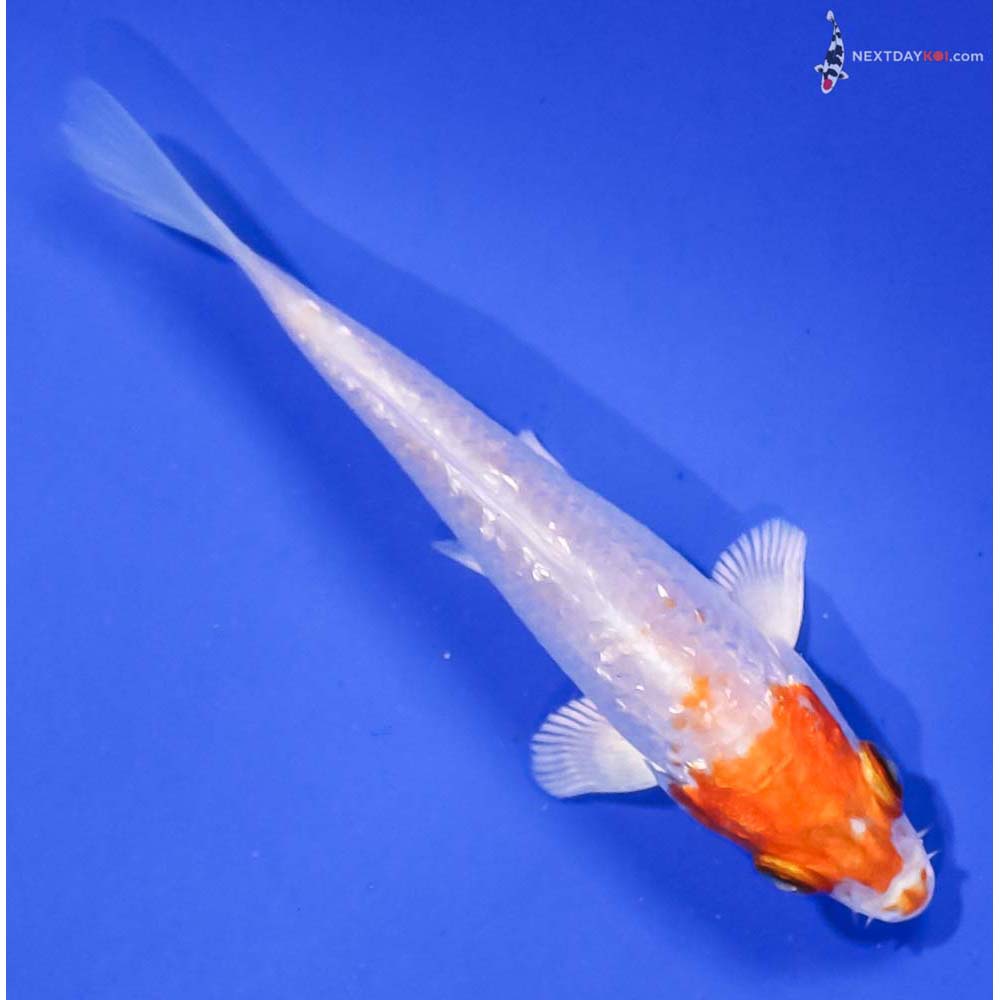 4” Imported Gin Rin Hariwake