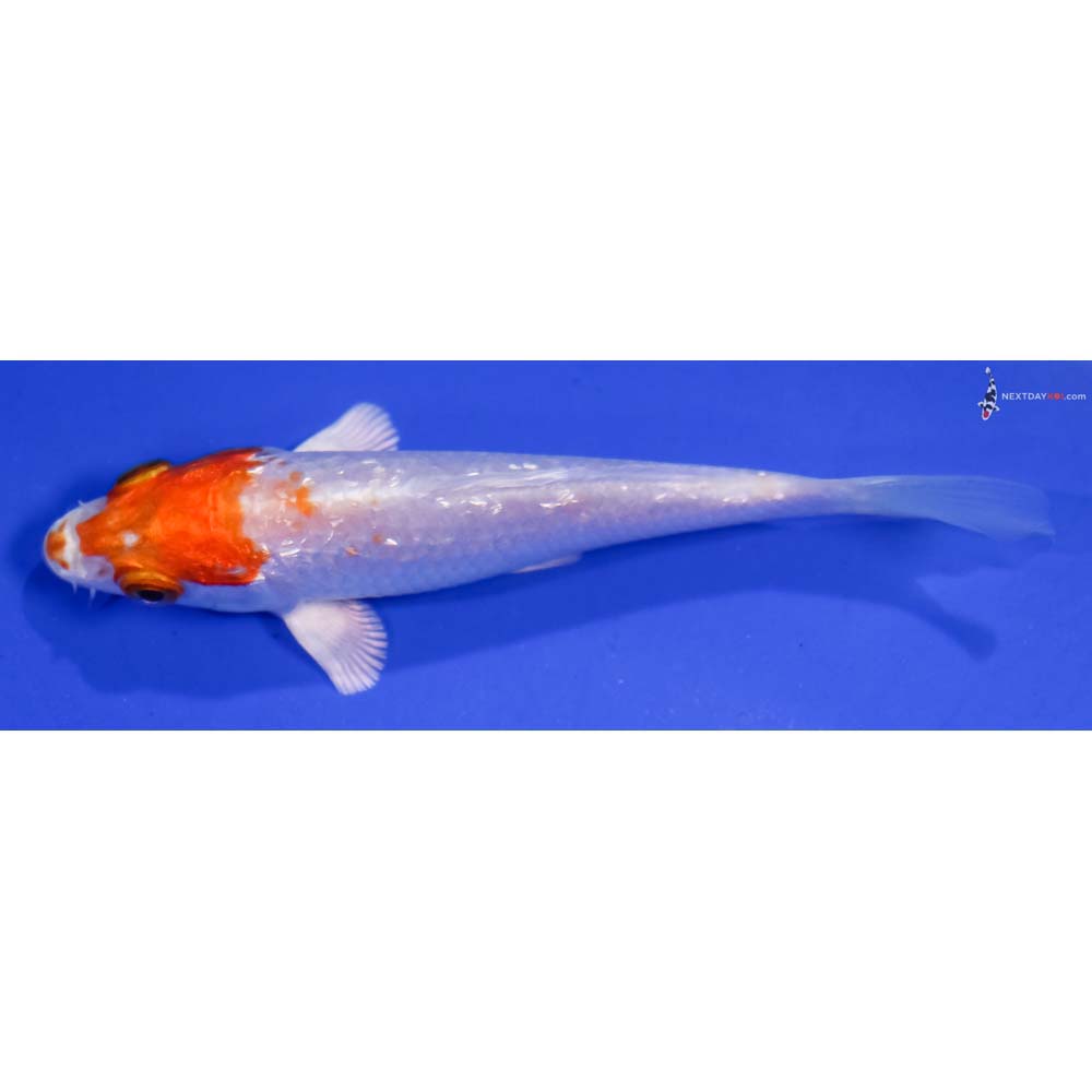 4” Imported Gin Rin Hariwake