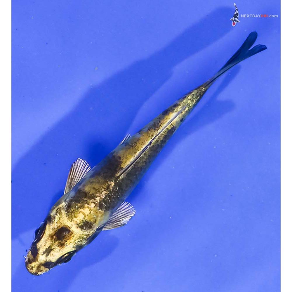 3.5” Imported Kin Ki Utsuri