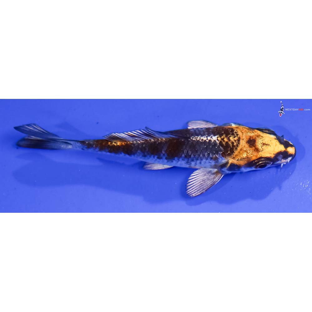 3.5” Imported Kujaku