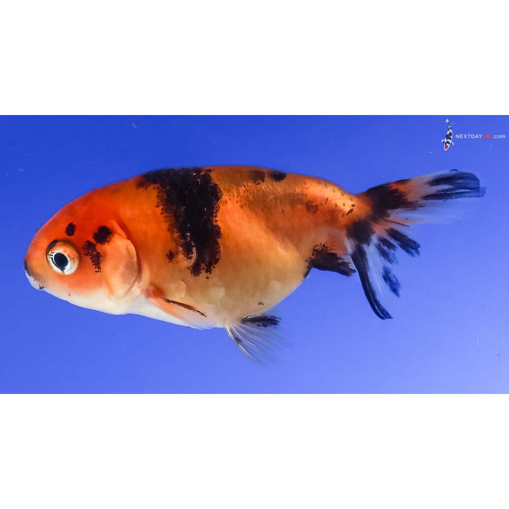 2.5” Imported Calico Ranchu