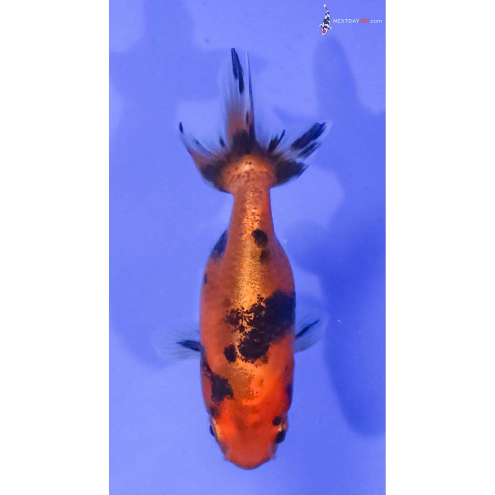 2.5” Imported Calico Ranchu