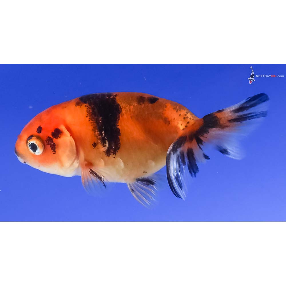 2.5” Imported Calico Ranchu