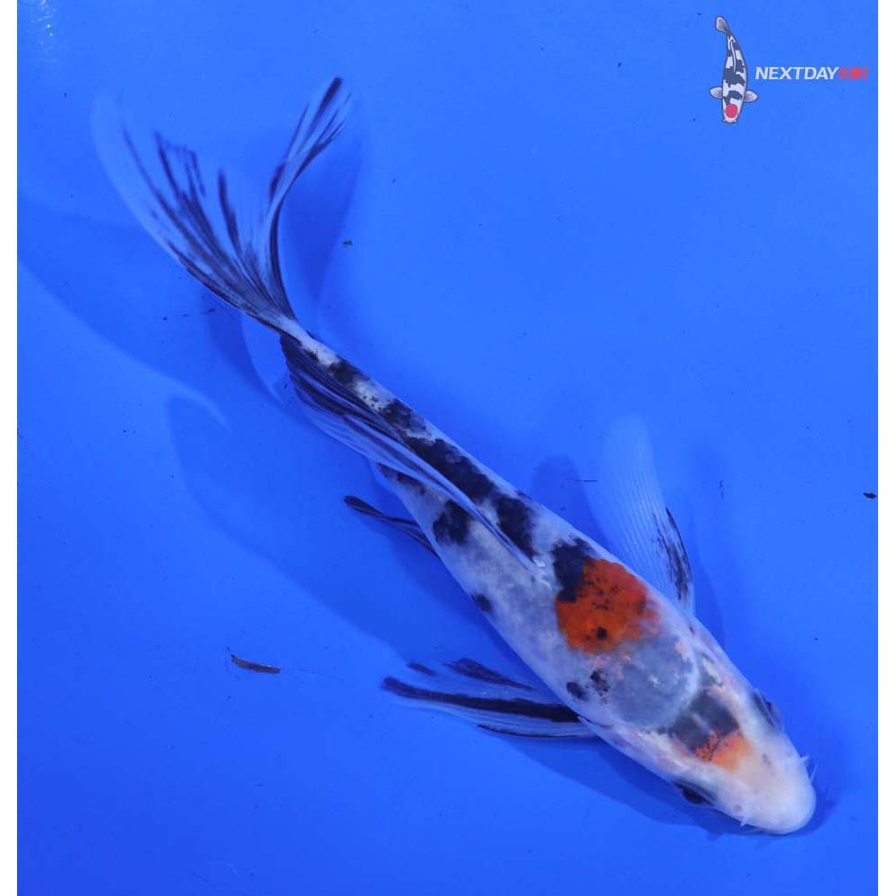 4.5” Imported Sanke Butterfly Koi