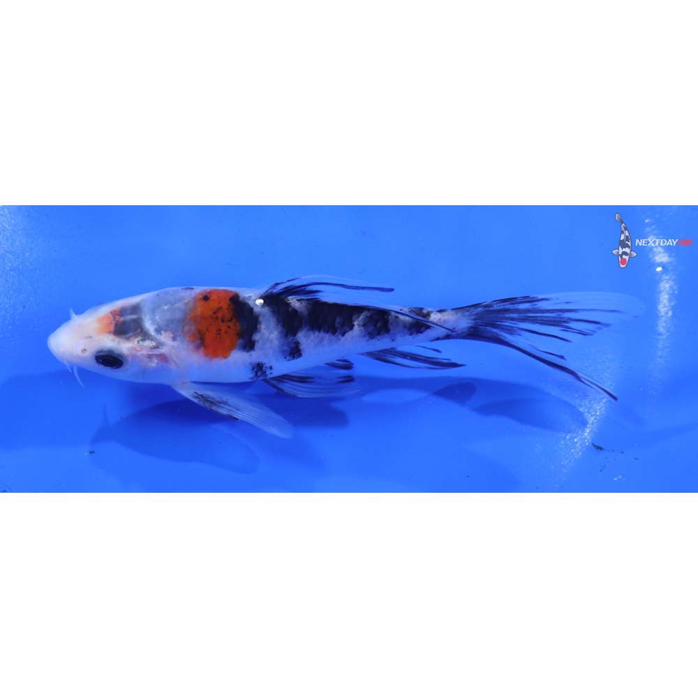 4.5” Imported Sanke Butterfly Koi