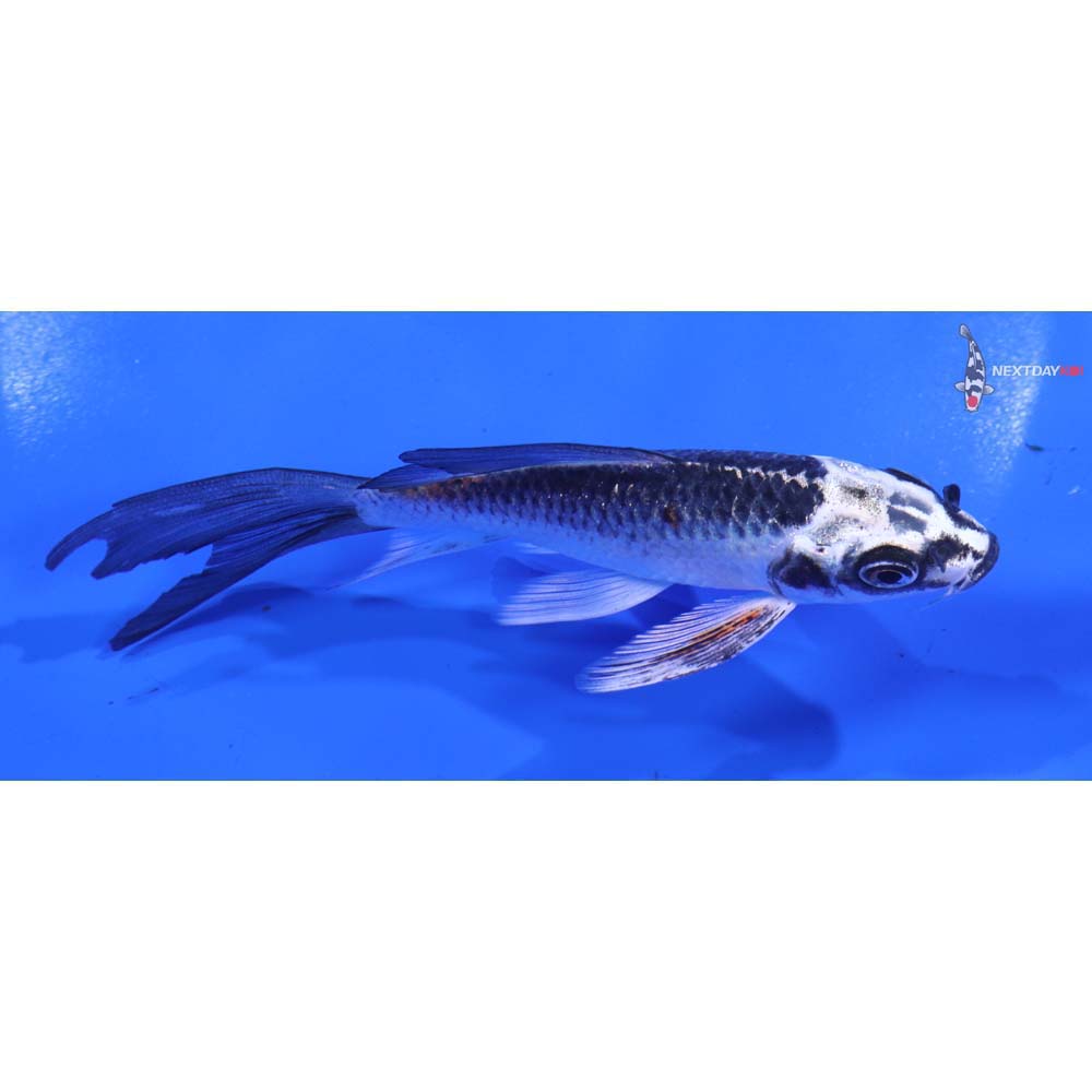 4.5” Imported Kujaku Butterfly Koi