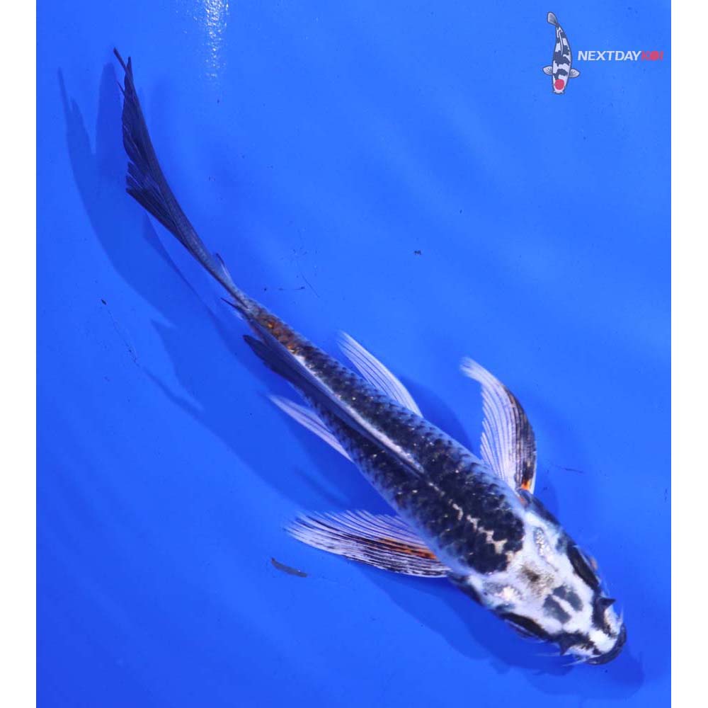 4.5” Imported Kujaku Butterfly Koi