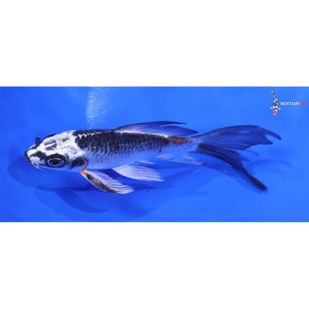 4.5” Imported Kujaku Butterfly Koi