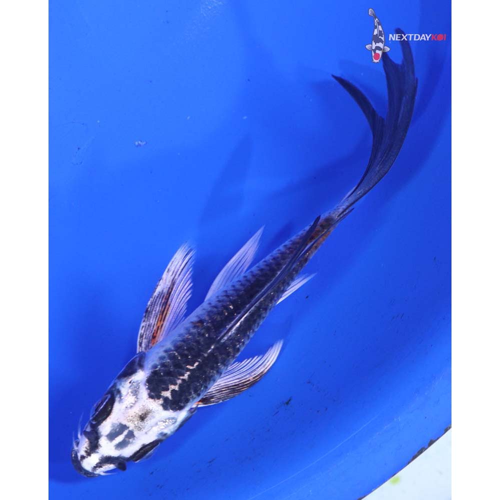 4.5” Imported Kujaku Butterfly Koi