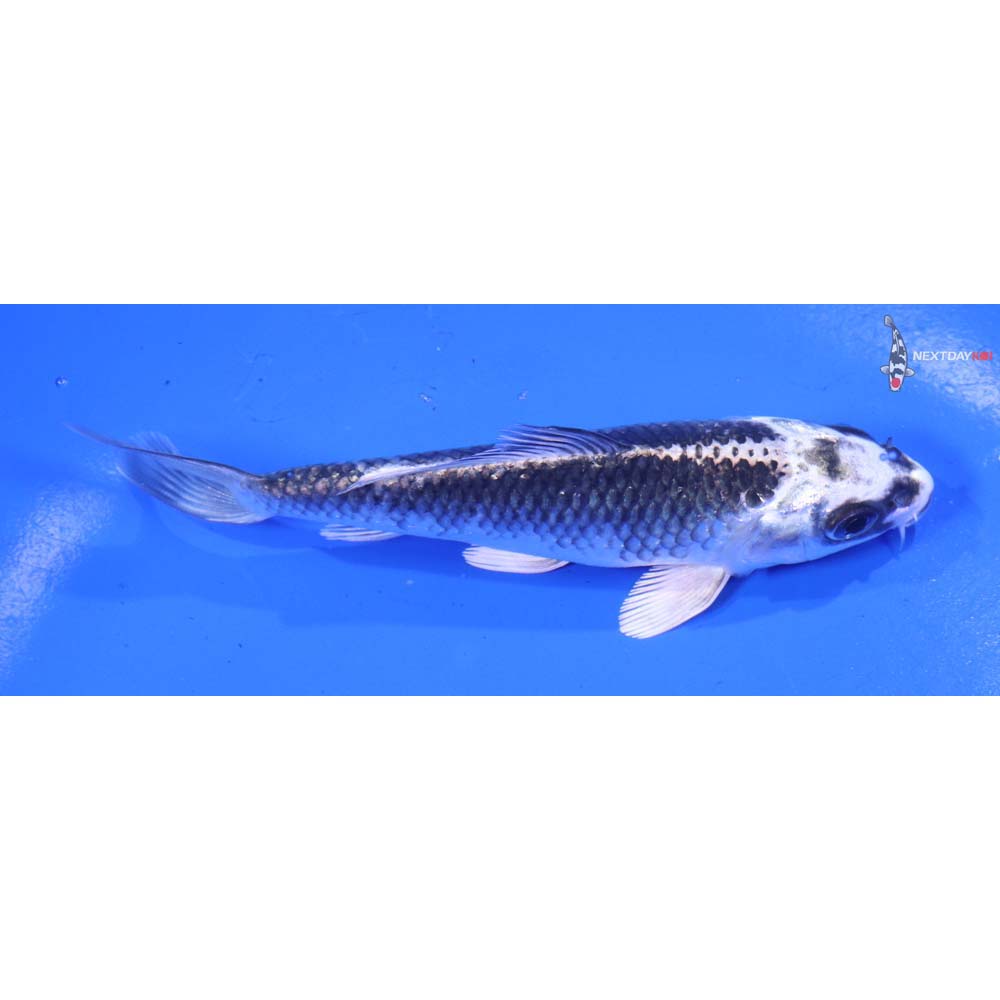 4.5” Imported Gin Matsuba