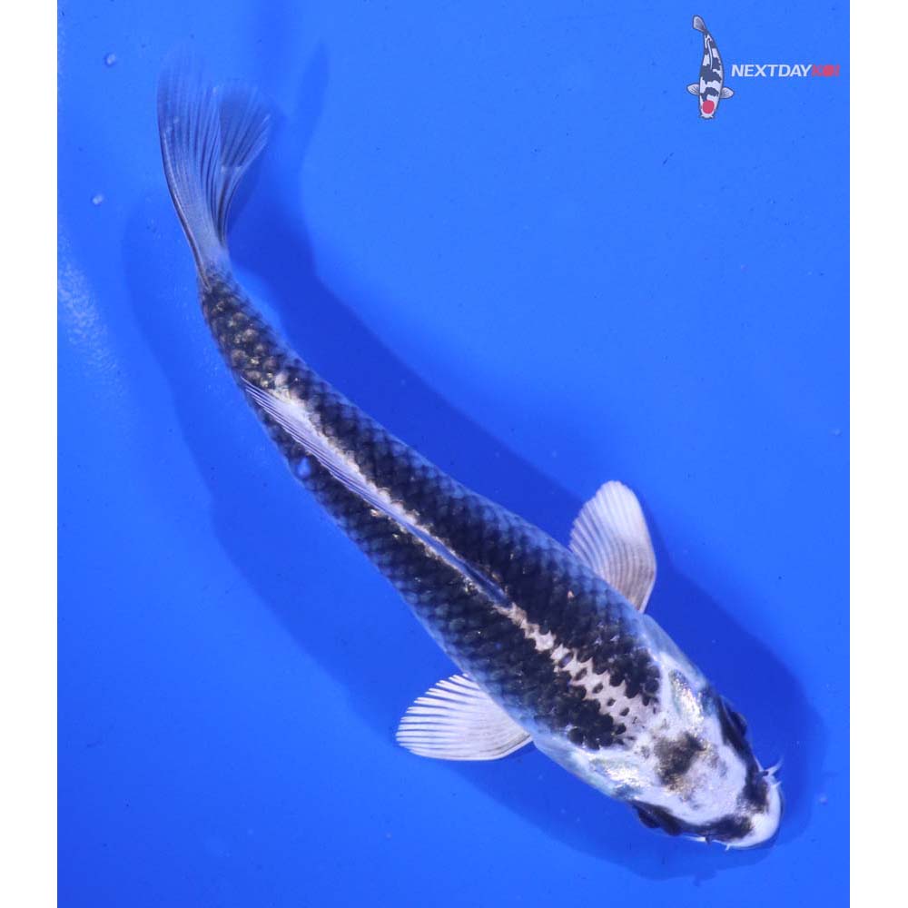 4.5” Imported Gin Matsuba