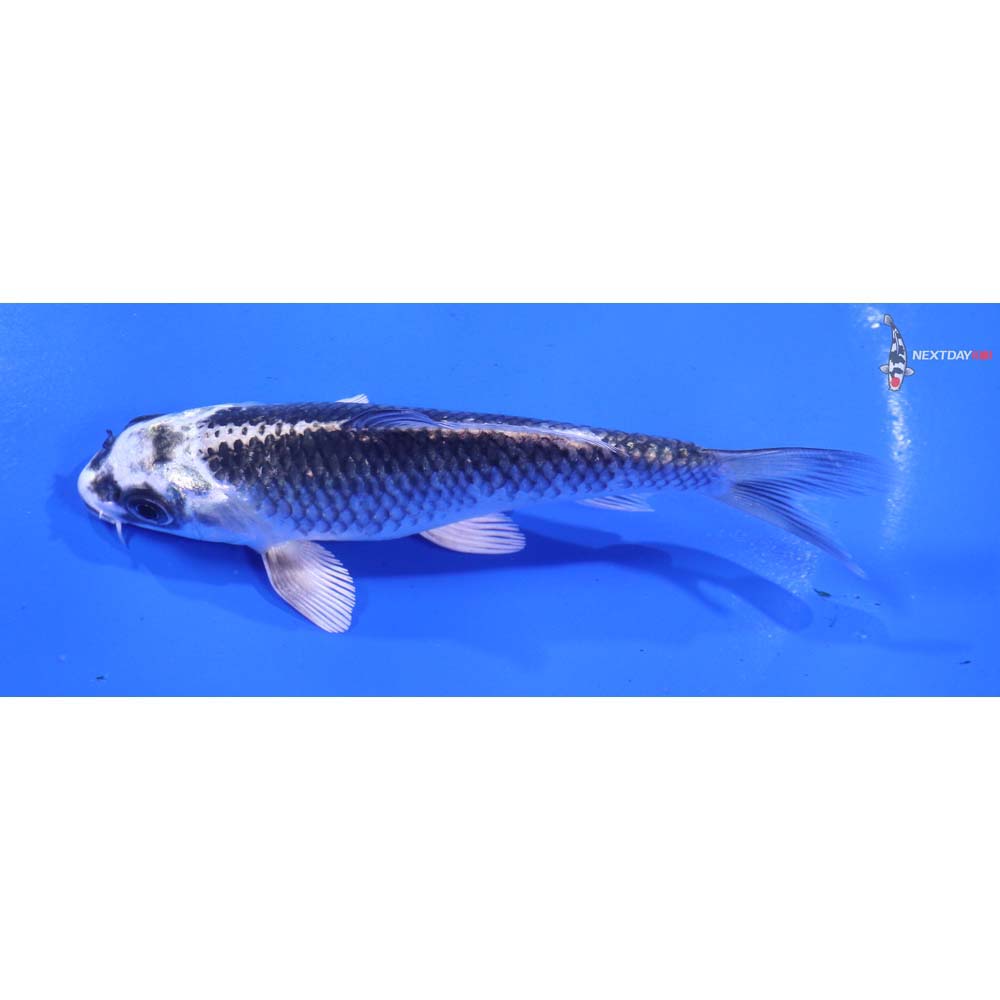 4.5” Imported Gin Matsuba