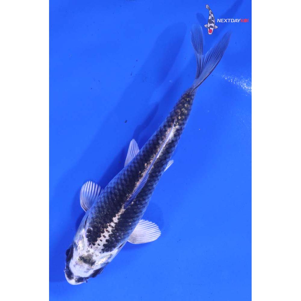 4.5” Imported Gin Matsuba