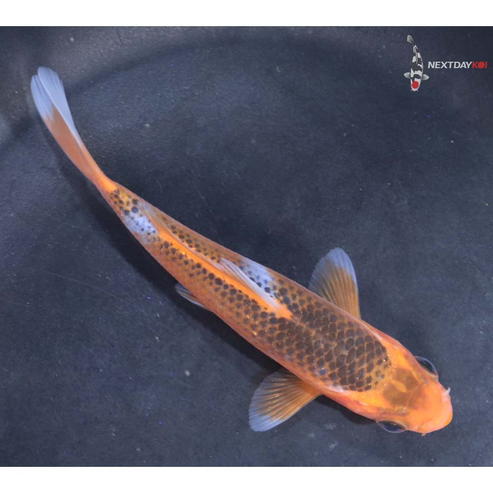 4.5” Imported Asagi