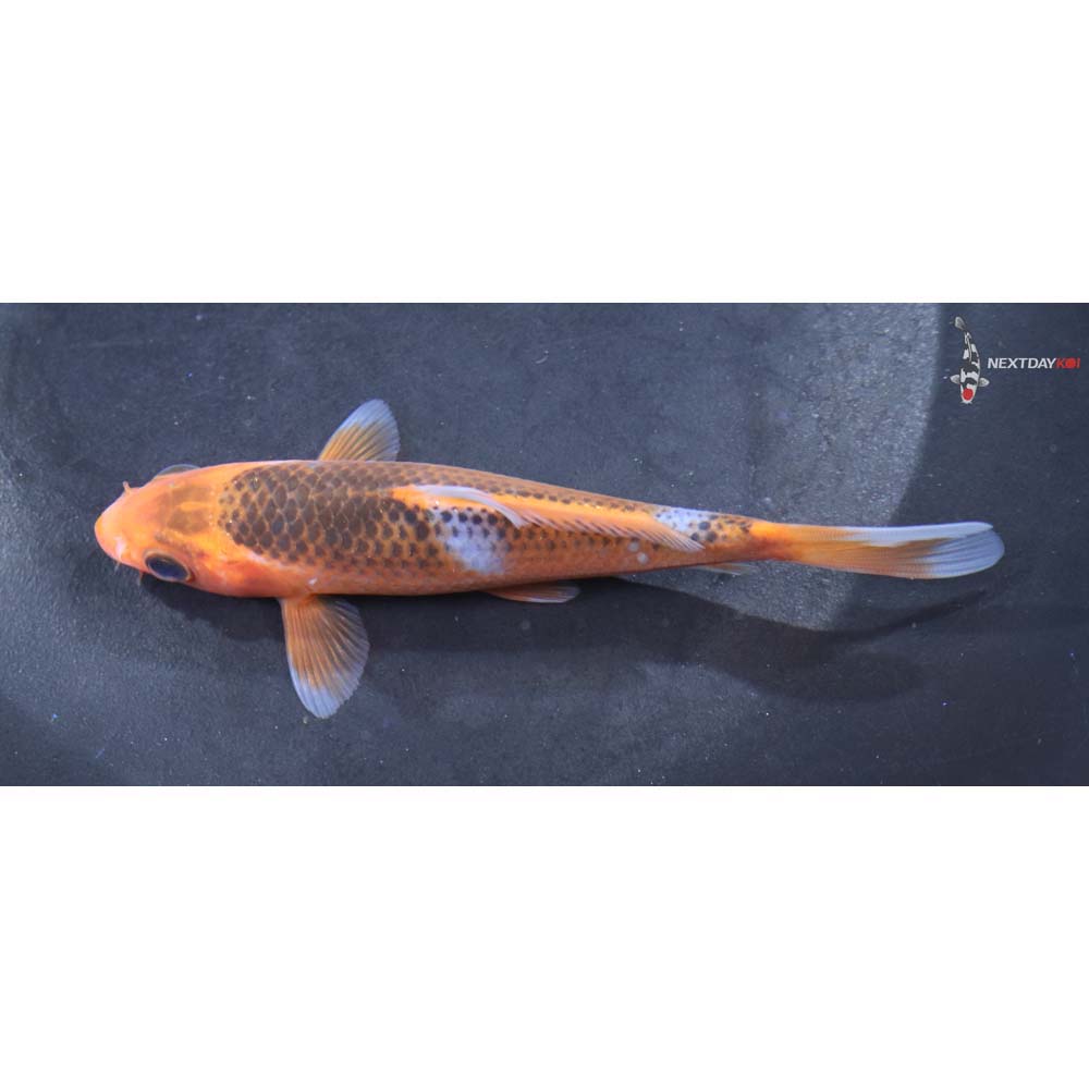 4.5” Imported Asagi