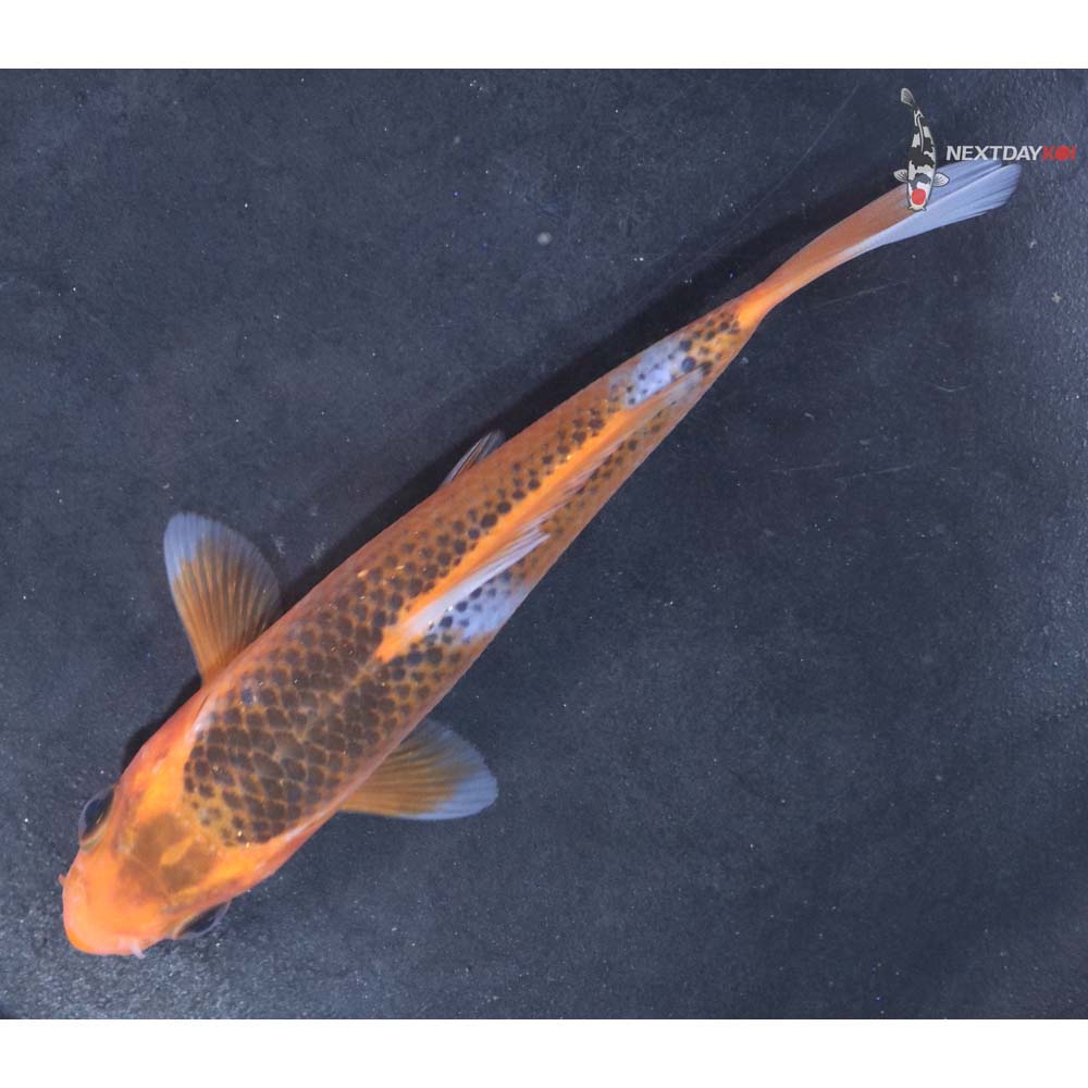 4.5” Imported Asagi