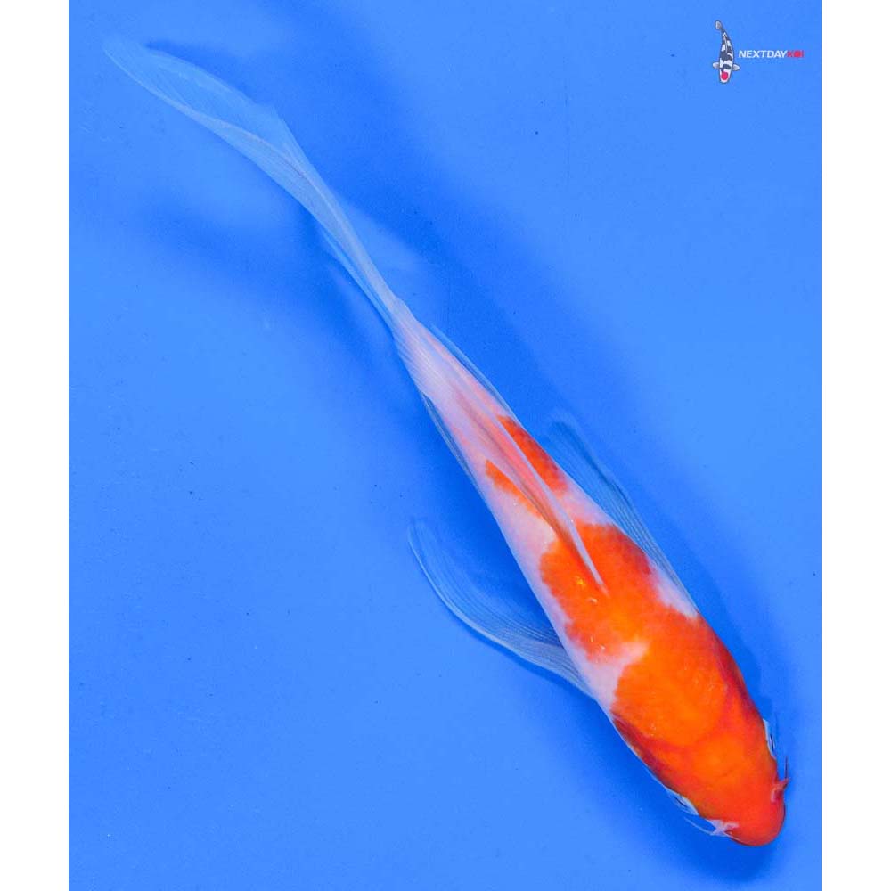 7” Imported Kohaku Butterfly Koi