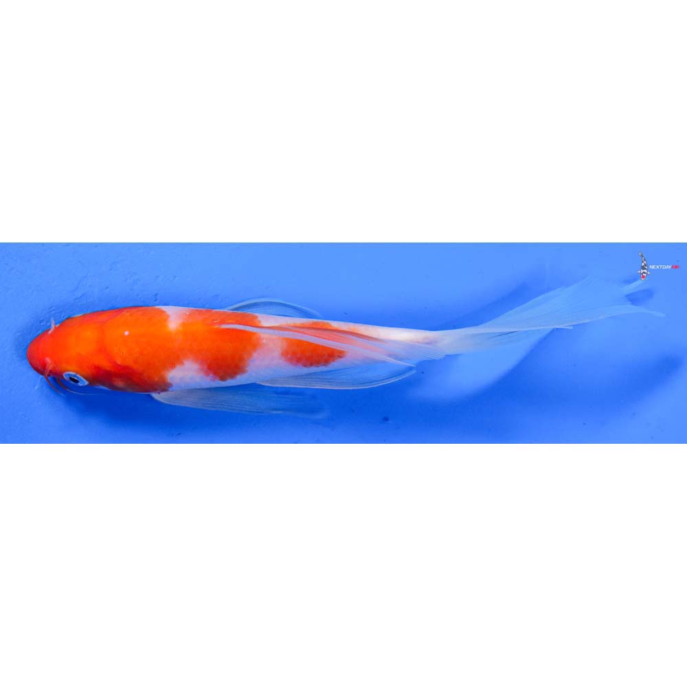 7” Imported Kohaku Butterfly Koi