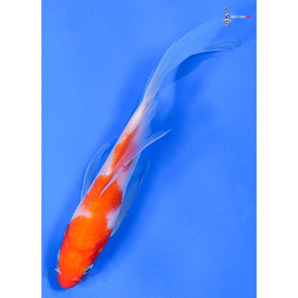 7” Imported Kohaku Butterfly Koi