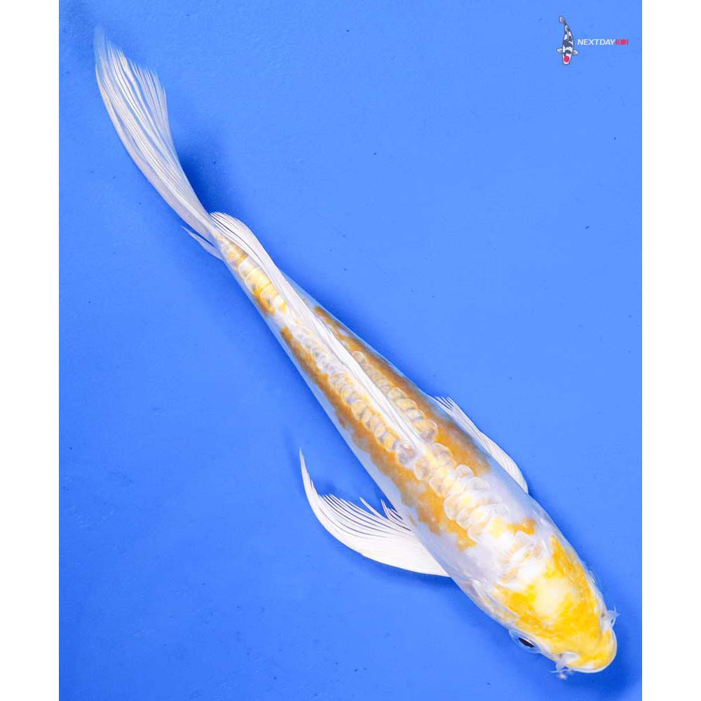 7” Imported Doitsu Lemon Hariwake Butterfly Koi