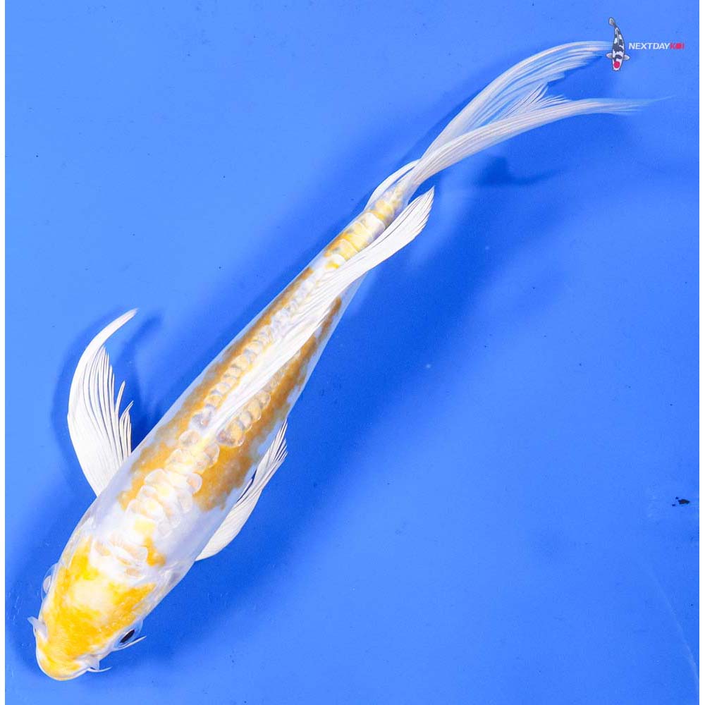 7” Imported Doitsu Lemon Hariwake Butterfly Koi